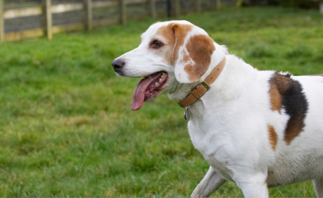 Let's go
Keywords: Beagle Beagles Dog Dogs Head Play Playing Playtime Stan Tongue