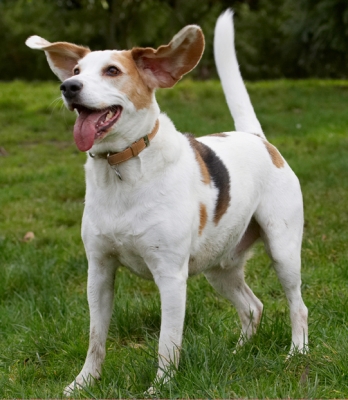 I'm ready for more
Λέξεις-κλειδιά: Beagle Beagles Dog Dogs Play Playing Playtime Stan Tongue