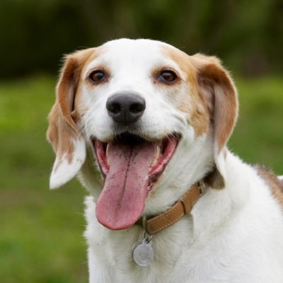 I am having SUCH a good time
Anahtar kelimeler: Beagle Beagles Dog Dogs Head Play Playing Playtime Smile Smiling Stan Tongue