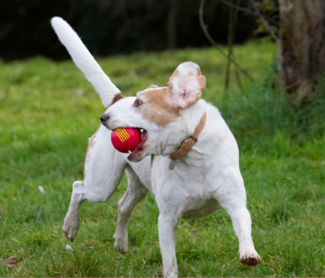 Is there someone chasing me?
Słowa kluczowe: Ball Beagle Beagles Dog Dogs Play Playing Playtime Run Running Stan