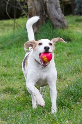 Oh yeah, here I come again
Schlüsselwörter: Ball Beagle Beagles Dog Dogs Play Playing Playtime Run Running Stan