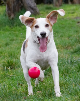 That's mine!
Keywords: Ball Beagle Beagles Dog Dogs Play Playing Playtime Stan Tongue