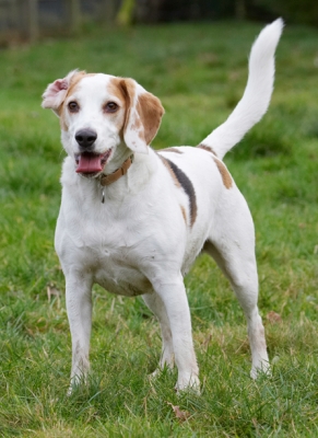 ......... I'm still waiting
Schlüsselwörter: Beagle Beagles Dog Dogs Play Playing Playtime Stan Stand Standing Tongue