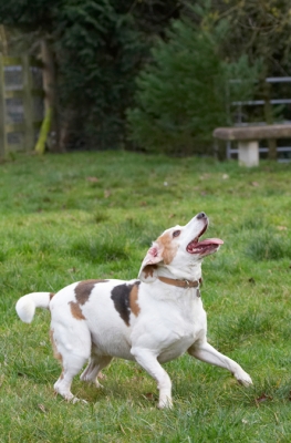 ....... and focus
Anahtar kelimeler: Beagle Beagles Dog Dogs Play Playing Playtime Stan