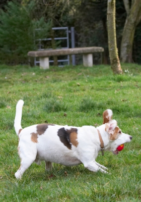 Boy, I'm good at this
Λέξεις-κλειδιά: Ball Beagle Beagles Dog Dogs Play Playing Playtime Stan