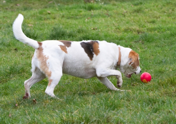 Should've been a bit quicker
Keywords: Ball Beagle Beagles Dog Dogs Play Playing Playtime Stan