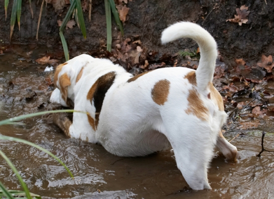I know it's in here somewhere.....
Ключові слова: Beagle Beagles Dog Dogs Mud Play Playing Playtime Stan Stream Water