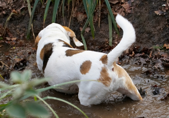Now where's it gone
Keywords: Beagle Beagles Dog Dogs Mud Play Playing Playtime Stan Stream Water