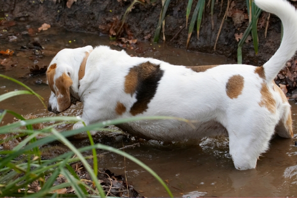 Uh oh, it keeps sinking
Trefwoorden: Beagle Beagles Dog Dogs Mud Play Playing Playtime Stan Stream Water