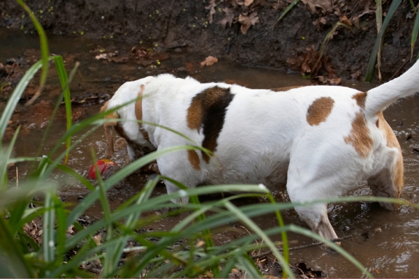 Oooh, what else is in here?!
Ključne besede: Ball Beagle Beagles Dog Dogs Mud Play Playing Playtime Stan Stream Water