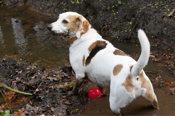 This is hard work
Ключові слова: Ball Beagle Beagles Dog Dogs Mucky Mud Play Playing Playtime Stan Stream Water