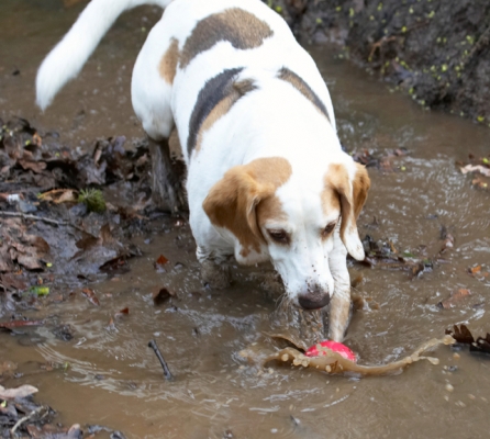 Come here ball
Schlüsselwörter: Ball Beagle Beagles Dog Dogs Mud Play Playing Playtime Stan Stream Water