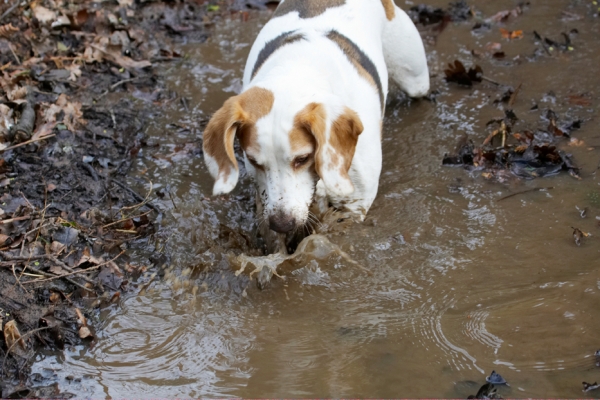 Uh oh, it keeps disappearing
Trefwoorden: Ball Beagle Beagles Dog Dogs Mud Play Playing Playtime Stan Stream Water