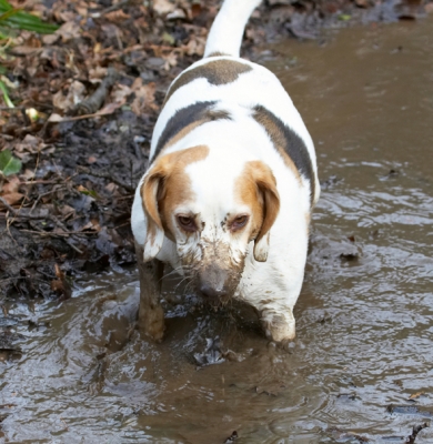 I just can't find it
Ključne besede: Beagle Beagles Dog Dogs Mucky Mud Play Playing Playtime Stan Stream Water
