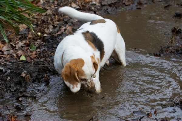 Oo er it's getting deep here
Keywords: Beagle Beagles Dog Dogs Mucky Mud Play Playing Playtime Stan Stream Water