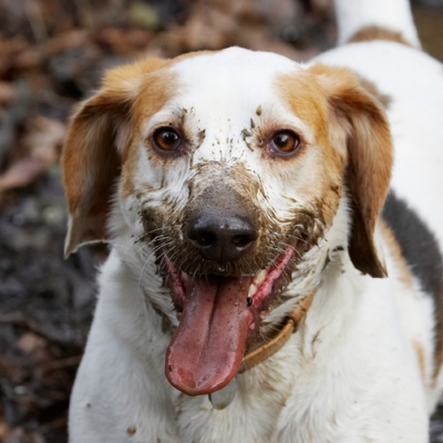 I'm so proud of myself
Schlüsselwörter: Beagle Beagles Dog Dogs Head Mucky Play Playing Playtime Stan Tongue