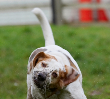 Twist........
Palabras clave: Beagle Beagles Dog Dogs Play Playing Playtime Shake Shaking Stan
