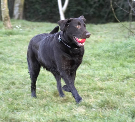 This is my job
Keywords: Ball Chocolate George Labrador Labradors Play Playing Playtime Run Running