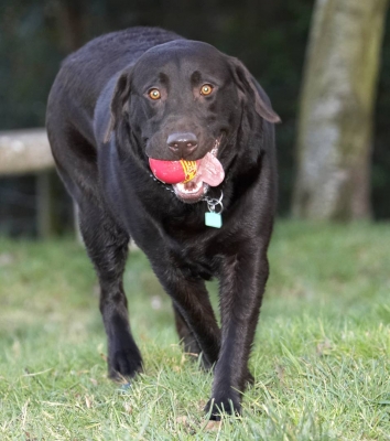 Ready to play again?
Ключові слова: Ball Chocolate George Labrador Labradors Play Playing Playtime Tongue