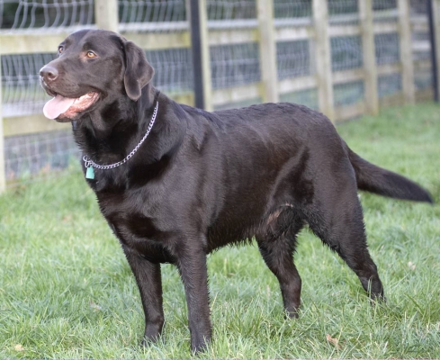 Go on .........
Ключові слова: Chocolate George Labrador Labradors Play Playing Playtime Pose Posing Stand Standing Tongue