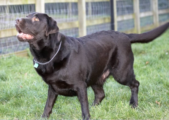 ........ throw
Ключові слова: Chocolate George Labrador Labradors Play Playing Playtime