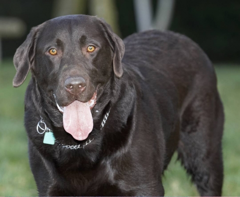 I'm pooped ........
Palabras clave: Chocolate George Labrador Labradors Play Playing Playtime Tongue