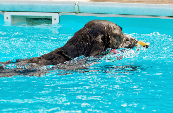 .......... yeah, gottit
Palabras clave: Labradors Land Mammal Land Mammals Play Playing Playtime Pool Swimming Terrestrial Mammal Terrestrial Mammals Water Animal Animals Canine Canines Chocolate Dog Dogs George Labrador