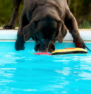 ......... yeah gottit .........
Palabras clave: Chocolate Playing Play Land Mammals Land Mammal Labradors Labrador George Dogs Dog Animal Animals Canine Canines Playtime Pool Swimming Terrestrial Mammal Terrestrial Mammals Water