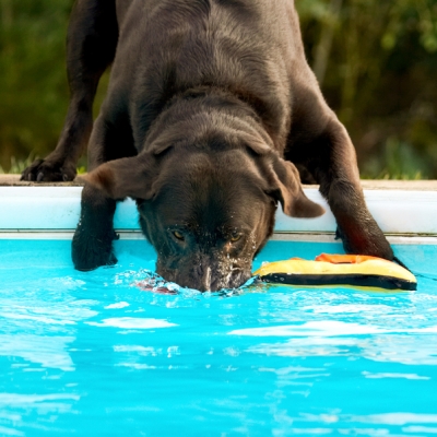 ......... well, almost
Palabras clave: Chocolate Playing Play Land Mammals Land Mammal Labradors Labrador George Dogs Dog Animal Animals Canine Canines Playtime Pool Swimming Terrestrial Mammal Terrestrial Mammals Water