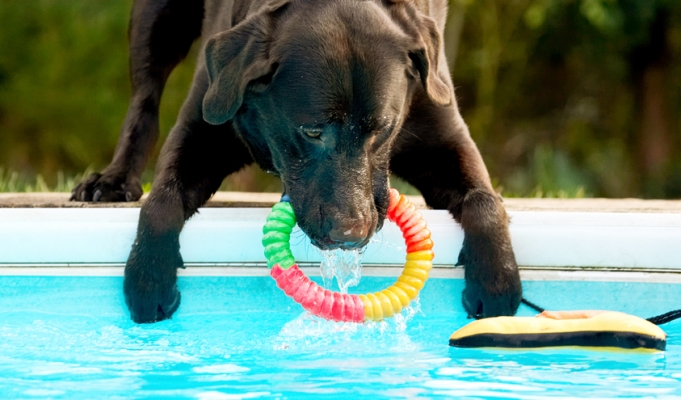 .......... pays off
Keywords: Chocolate Playing Play Land Mammals Land Mammal Labradors Labrador George Dogs Dog Animal Animals Canine Canines Playtime Pool Swimming Terrestrial Mammal Terrestrial Mammals Water