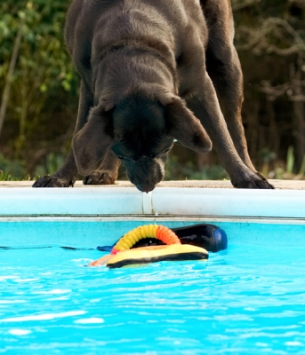 Aw, wot did I want to do that for!!
Ключові слова: Chocolate Playing Play Land Mammals Land Mammal Labradors Labrador George Dogs Dog Animal Animals Canine Canines Playtime Pool Swimming Terrestrial Mammal Terrestrial Mammals Water