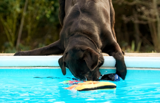 Here we go again
Palabras clave: Chocolate Playing Play Land Mammals Land Mammal Labradors Labrador George Dogs Dog Animal Animals Canine Canines Playtime Pool Swimming Terrestrial Mammal Terrestrial Mammals Water