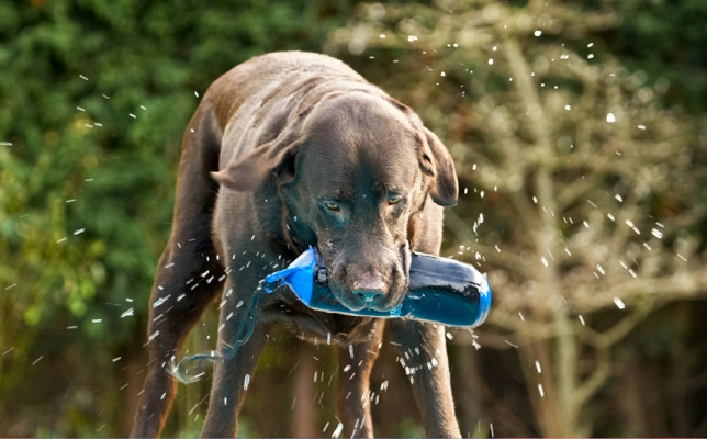 Boy, I'm good at this
Mots-clés: Labradors Land Mammal Land Mammals Play Playing Playtime Pool Swimming Terrestrial Mammal Terrestrial Mammals Water Animal Animals Canine Canines Chocolate Dog Dogs George Labrador