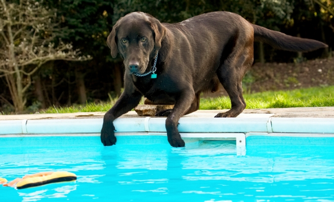 Hmmmmm, I'm still thinking
Keywords: Labradors Land Mammal Land Mammals Play Playing Playtime Pool Swimming Terrestrial Mammal Terrestrial Mammals Water Animal Animals Canine Canines Chocolate Dog Dogs George Labrador