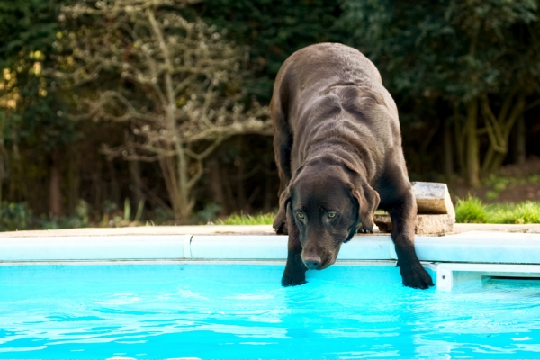OK, time for another go
Avainsanat: Labradors Land Mammal Land Mammals Play Playing Playtime Pool Swimming Terrestrial Mammal Terrestrial Mammals Water Animal Animals Canine Canines Chocolate Dog Dogs George Labrador