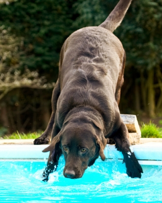 Shall I go in...........
Schlüsselwörter: Labradors Land Mammal Land Mammals Play Playing Playtime Pool Swimming Terrestrial Mammal Terrestrial Mammals Water Animal Animals Canine Canines Chocolate Dog Dogs George Labrador
