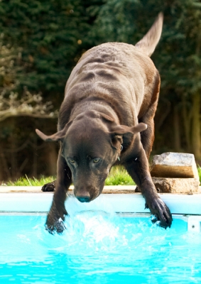 ....... ooh, no I'm not ready
Palabras clave: Labradors Land Mammal Land Mammals Play Playing Playtime Pool Swimming Terrestrial Mammal Terrestrial Mammals Water Animal Animals Canine Canines Chocolate Dog Dogs George Labrador