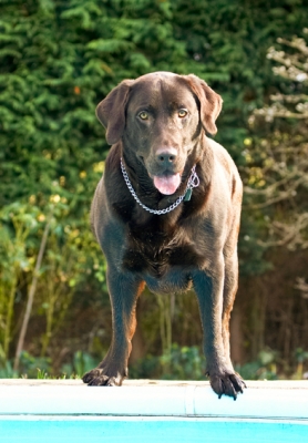 Now, I gotta re-think this
Mots-clés: Labradors Land Mammal Land Mammals Play Playing Playtime Pool Swimming Terrestrial Mammal Terrestrial Mammals Tongue Water Animal Animals Canine Canines Chocolate Dog Dogs George Labrador