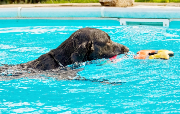 Aah, my natural territory
Palabras clave: Labradors Land Mammal Land Mammals Play Playing Playtime Pool Swimming Terrestrial Mammal Terrestrial Mammals Water Animal Animals Canine Canines Chocolate Dog Dogs George Labrador