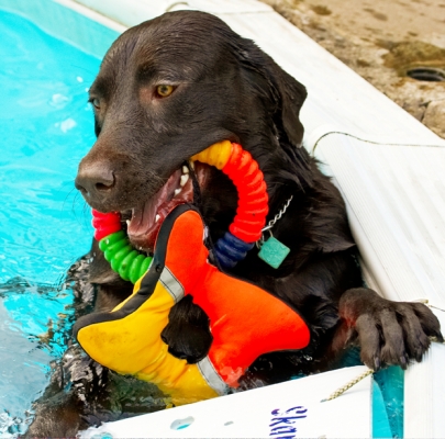 Jus'look at my haul
Ключевые слова: Labradors Land Mammal Land Mammals Play Playing Playtime Pool Swimming Terrestrial Mammal Terrestrial Mammals Water Animal Animals Canine Canines Chocolate Dog Dogs George Labrador
