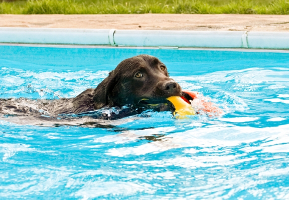 You watching me?!
Λέξεις-κλειδιά: Labradors Land Mammal Land Mammals Play Playing Playtime Pool Swimming Terrestrial Mammal Terrestrial Mammals Water Animal Animals Canine Canines Chocolate Dog Dogs George Labrador