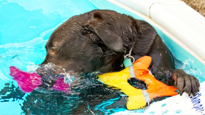 ........ and I gotta get it
Anahtar kelimeler: Labradors Land Mammal Land Mammals Play Playing Playtime Pool Swimming Terrestrial Mammal Terrestrial Mammals Water Animal Animals Canine Canines Chocolate Dog Dogs George Labrador