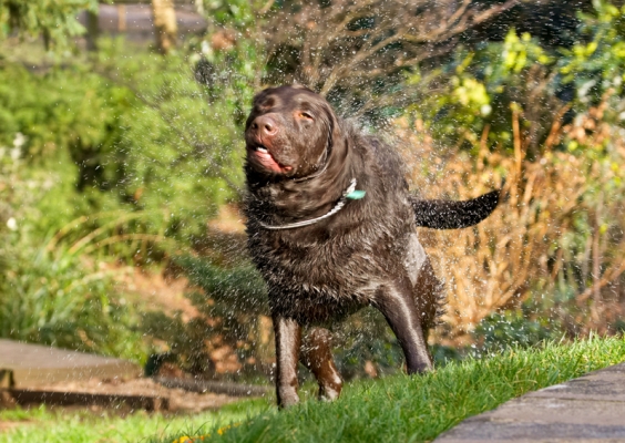 Spin drying
Ключові слова: Labradors Land Mammal Land Mammals Play Playing Playtime Pool Swimming Terrestrial Mammal Terrestrial Mammals Water Animal Animals Canine Canines Chocolate Dog Dogs George Labrador