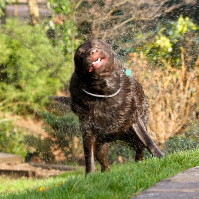 And round and round.........
Anahtar kelimeler: Labradors Land Mammal Land Mammals Play Playing Playtime Pool Swimming Terrestrial Mammal Terrestrial Mammals Water Animal Animals Canine Canines Chocolate Dog Dogs George Labrador