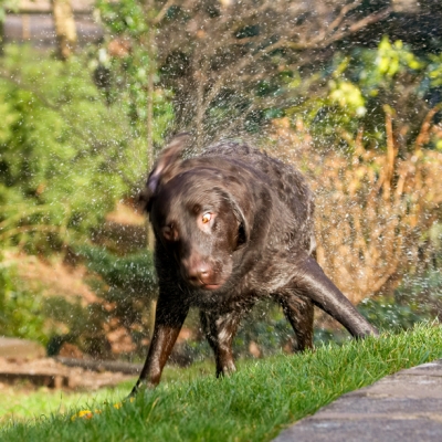 ....... I go
Keywords: Labradors Land Mammal Land Mammals Play Playing Playtime Pool Swimming Terrestrial Mammal Terrestrial Mammals Water Animal Animals Canine Canines Chocolate Dog Dogs George Labrador