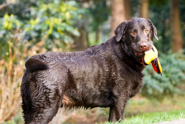 Who, me??
Palabras Clave: Labradors Land Mammal Land Mammals Play Playing Playtime Pool Swimming Terrestrial Mammal Terrestrial Mammals Water Animal Animals Canine Canines Chocolate Dog Dogs George Labrador
