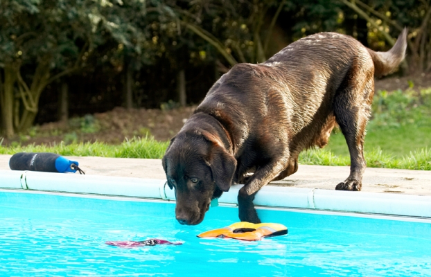 That's the one I want
Anahtar kelimeler: Labradors Land Mammal Land Mammals Play Playing Playtime Pool Swimming Terrestrial Mammal Terrestrial Mammals Water Animal Animals Canine Canines Chocolate Dog Dogs George Labrador