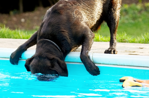 Gone fishing
Schlüsselwörter: Labradors Land Mammal Land Mammals Play Playing Playtime Pool Swimming Terrestrial Mammal Terrestrial Mammals Water Animal Animals Canine Canines Chocolate Dog Dogs George Labrador