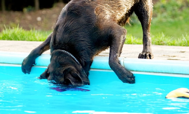 Jus' a little bit more
Ključne besede: Labradors Land Mammal Land Mammals Play Playing Playtime Pool Swimming Terrestrial Mammal Terrestrial Mammals Water Animal Animals Canine Canines Chocolate Dog Dogs George Labrador