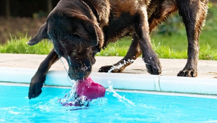 Gottit!!
Keywords: Labradors Land Mammal Land Mammals Play Playing Playtime Pool Swimming Terrestrial Mammal Terrestrial Mammals Water Animal Animals Canine Canines Chocolate Dog Dogs George Labrador